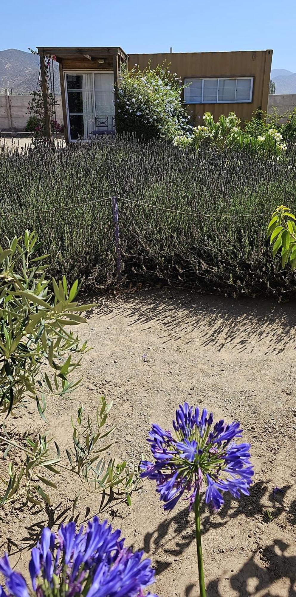 Lavanda Del Valle Vicuña Buitenkant foto